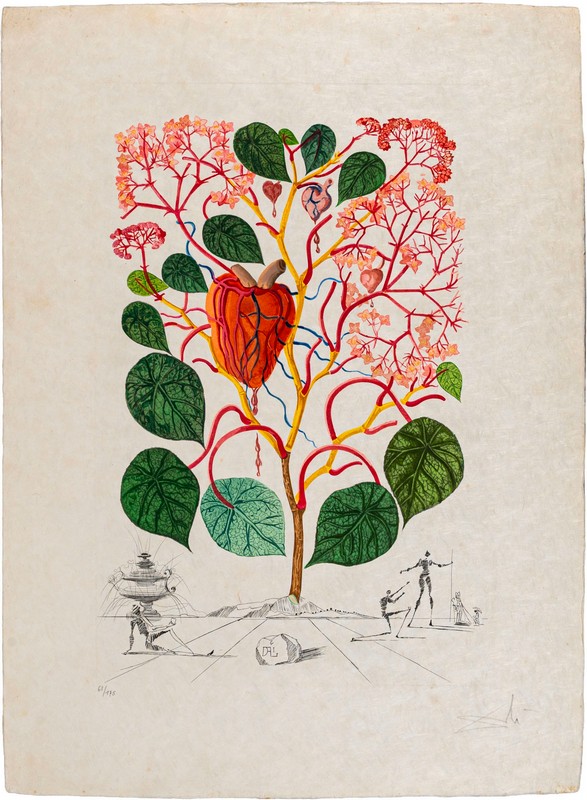 Anacardium Recordans (Vegonia, Le Coeur)