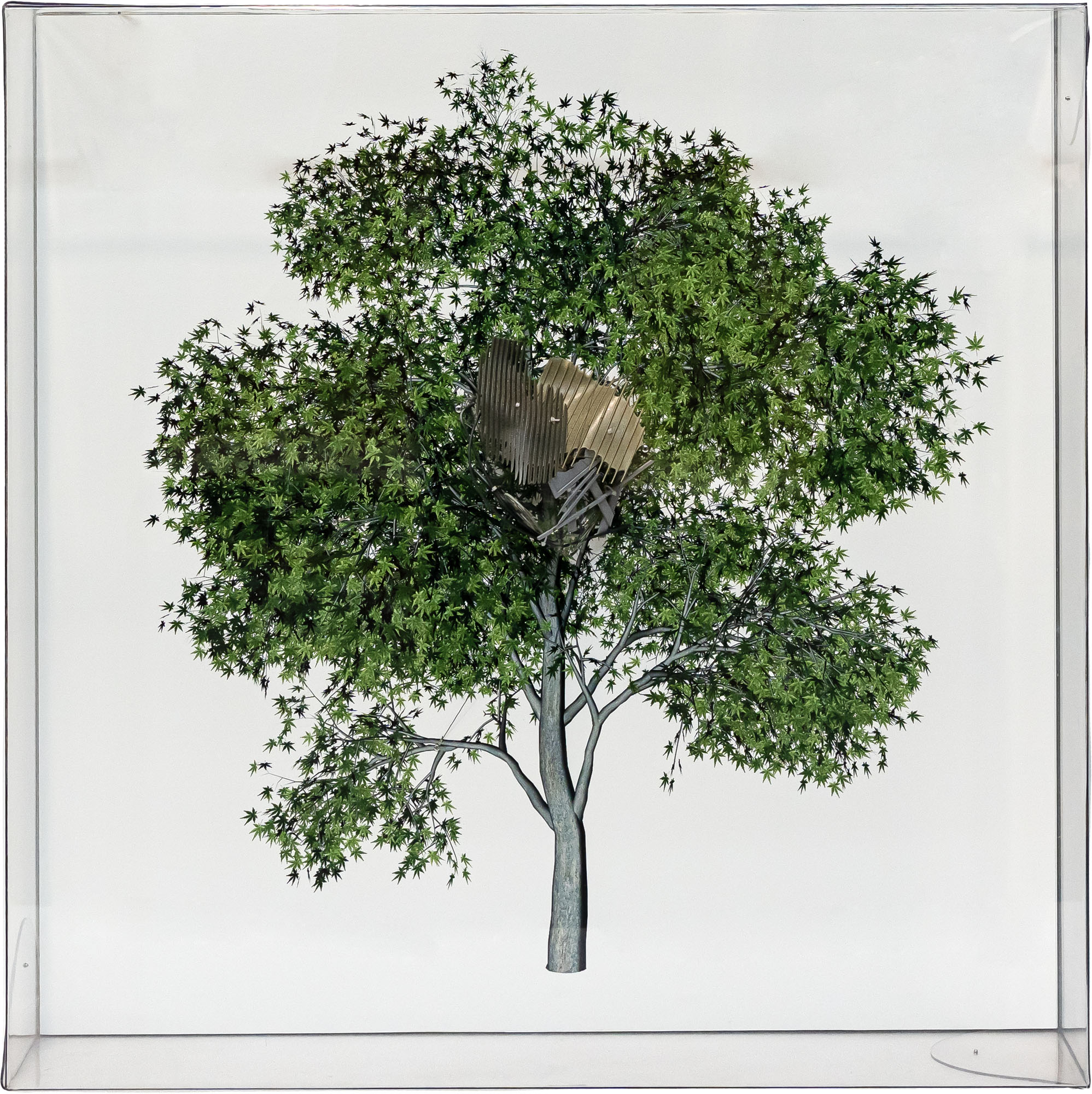 LORIS CECCHINI - The Painted Distances (Acer palmatum)