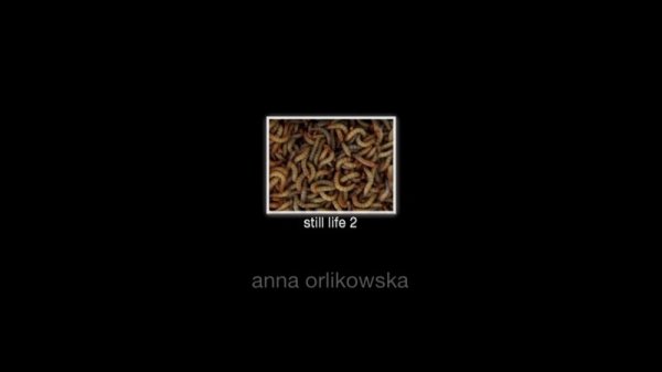 ORLIKOWSKA ANNA - Still life 04 - wormsfilm II