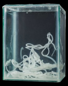 Sperm