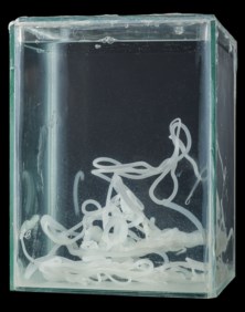 Sperm