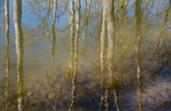 La luce di Claude Monet