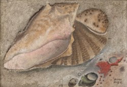 Senza titolo (Conchiglia)
