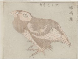 Hokusai Katsushika (Edo, 1760 - Edo, 1849) - Pernice