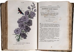 Piccioli Antonio - L'antotrofia ossia la coltivazione de' fiori