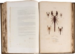 Palisot de Beauvois - Insectes recueillis en Afrique et en Amerique, dans les royaumes d'Oware et de Benin, a' Saint-Domingue et dans les Etats-Unis, pendant les annees 1786 - 1797