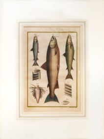 Chaterine Haussard - Thirteen hand-coloured copper engravings depicting fishes