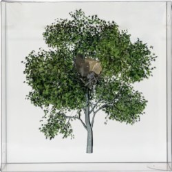 The Painted Distances (Acer palmatum)